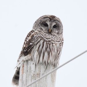 Meet your Posher, Holly